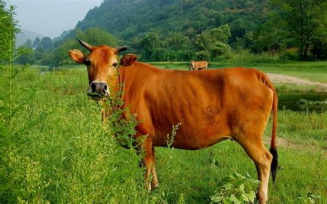 đặc điểm của giống bò vàng bò cỏ bò ta là